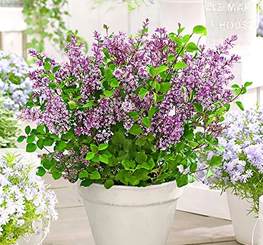 Syringa vulgaris"Dark Purple" | Lillà comune | Fiori viola | Arbusto ornamentale | Altezza...
