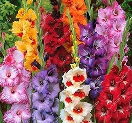 vegherb 2 Pezzi Gladiolus Bulbi, Gladiolo Fiore (Non Gladiolo Seed) Beautiful Flower Bulbi...