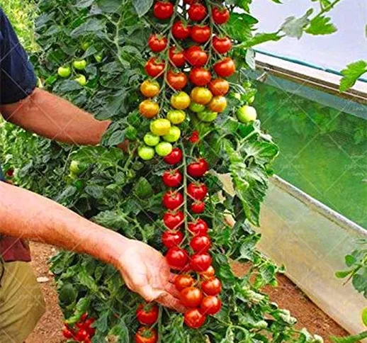 Pinkdose 200 piante di pomodoro mini rari Climbing Pianta di pomodori, quot; Cherry Tomato...