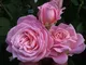 1 pianta di rosa rosengräfin marie henriette in vaso 18CM profumata