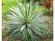 1 Pianta Di Yucca Gloriosa Variegata Vaso 18cm Pianta Da Appartamento