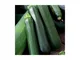 Zucchino scuro Desert F1 - 1 pianta v.10 cm Orto Mio