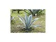 Vivaio Di Castelletto - Agave blu 'Agave americana' pianta grassa succulenta in vaso 9 cm