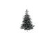 Albero Grandis Inn C150 Pv D111 9689760 - Amicasa