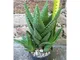 Aloe mitriformis caespitosa 15 cm, cactus, pianta grassa