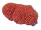  - Decorazione Corallo in Resina Modello Goniopora Orange cm17x12x9h