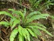 Le Georgiche - Blechnum spicant - ø 9 cm