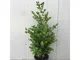 Bosso Boxus sempervirens vaso 20 cm foto reali