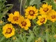 Le Georgiche - Coreopsis lanceolata 'Sterntaler'