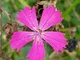 Le Georgiche - Dianthus carthusianorum
