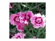 Le Georgiche - Dianthus gratianopolitanus 'Rosafeder'