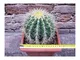 Echinocactus grusonii 20 cm, cactus, pianta grassa