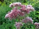 Le Georgiche - Eupatorium purpureum