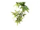 Exo-terra - Exo Terra Plant pl emesso Croton s.