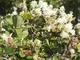 Fothergilla major