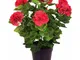 Set 2 Geranio Artificiale con Vaso Altezza 47 cm Rosso