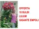 Offerta 18 Bulbi Lilium Gigante Empoli Bulbs Bulbes