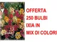 Offerta 250 bulbi ixia mix bulbs bulbes