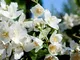 Philadelphus "Mont Blanc"