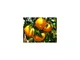 Vivaio Garden Forest - Pianta di Mandarino vaso 24cm