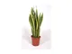 Vivaio Di Castelletto - Sanseveria 'Sansevieria laurentii' pianta in vaso 17 cm h. 50/70 c...