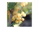 Ribes Bianco "Werdavia"