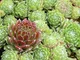 Le Georgiche - Sempervivum 'Hey-hey'