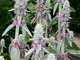 Le Georgiche - Stachys byzantina - ø 10 cm