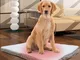 Lgvshopping - Tappetino Cuccia Letto Lettino Riscaldante 18w 58x43 cm Per Animali Cani e G...