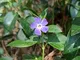 Le Georgiche - Vinca major - ø 9 cm