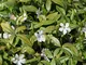 Vinca minor f. alba - Ø 9 cm