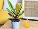 Piante a Domicilio - Calathea Lancifolia - Amelie - 