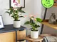 Piante a Domicilio Pack - Anthurium Andreanum Lilla e Palissandro - Confezione 2 P  - 