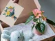 Pack Mini Anthurium Pink con vaso e peluche Miffy Blu - 