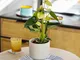 Piante a Domicilio - Anthurium Andreanum giallo - Giornata della Donna - 