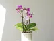 Piante a Domicilio - Orchidea Lilla - 