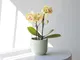 Piante a Domicilio - Mini Orchidea Gialla - 