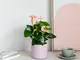 Piante a Domicilio - Anthurium Andreanum o Anturio Rosa Palo - Rosie - 