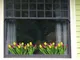 Pellicola vetro fiori tulipani