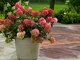 Set di 2 piante Hydrangea Wim's Red con vaso incluso
