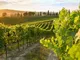 Montalcino: Visita guidata in cantina e degustazione di vini toscani