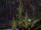  LED albero Milas Cedar Tree in vaso, per esterni