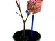 POWERS TO FLOWERS - ACERO ROSSO GIAPPONESE, VASO 12cm, pianta vera