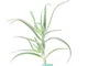 pianta di Aloe arborescens vera da esterno o interno v12