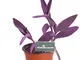 Pianta di Tradescantia Pallida Purpurea Pianta di Erba Misera pianta da esterno pianta da...