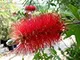 40 semi Bottlebrush cremisi Callistemon citrinus Fioritura arbusto Bush piccolo albero