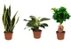 Sansevieria Laurentii, Ficus Ginseng & Philodendron White Wave – Pianta da camera in vaso...