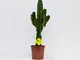 PLANTI' PIANTA VERA | Euphorbia erythraea | Piante grasse ornamentali da vaso per interno,...