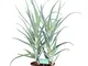 pianta di Aloe arborescens vera da esterno o interno v21