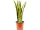 Bonplants Sansevieria Laurentii Lingua di Suocera, Pianta Vera da Interni, Arreda e Purifi...